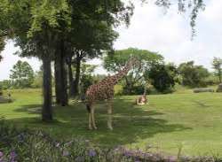 The Zoo today covers an area of 750 acres of land The Zoo today covers an area of 750 acres of land donated by the federal government which used to be the Richmond Naval Air Station. It is home to mor